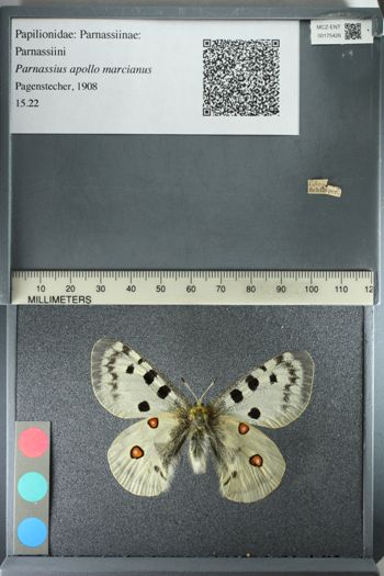 Media type: image;   Entomology 175426